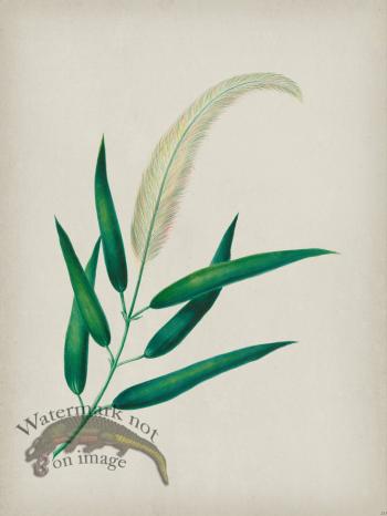 Andean Botanicals 020